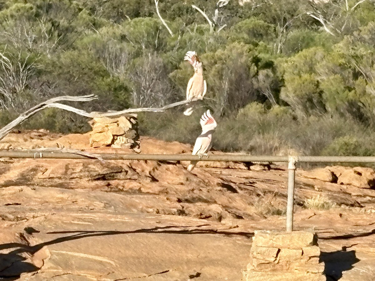 Inkakakadu - ML646767010