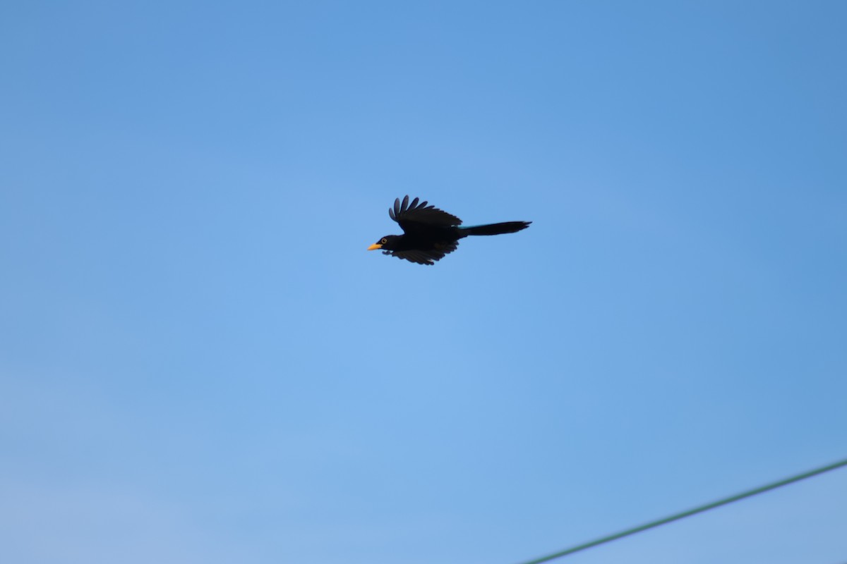 Yucatánblaurabe - ML646767014