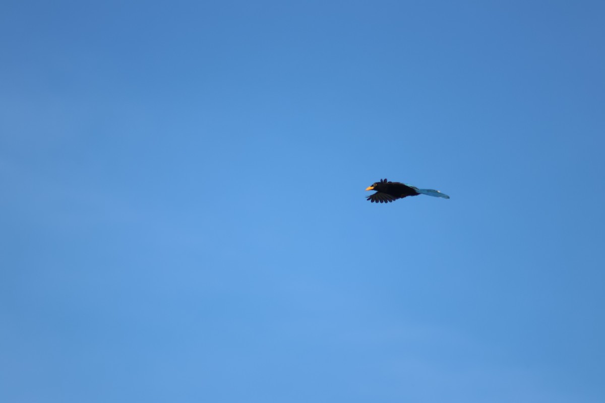 Yucatánblaurabe - ML646767015