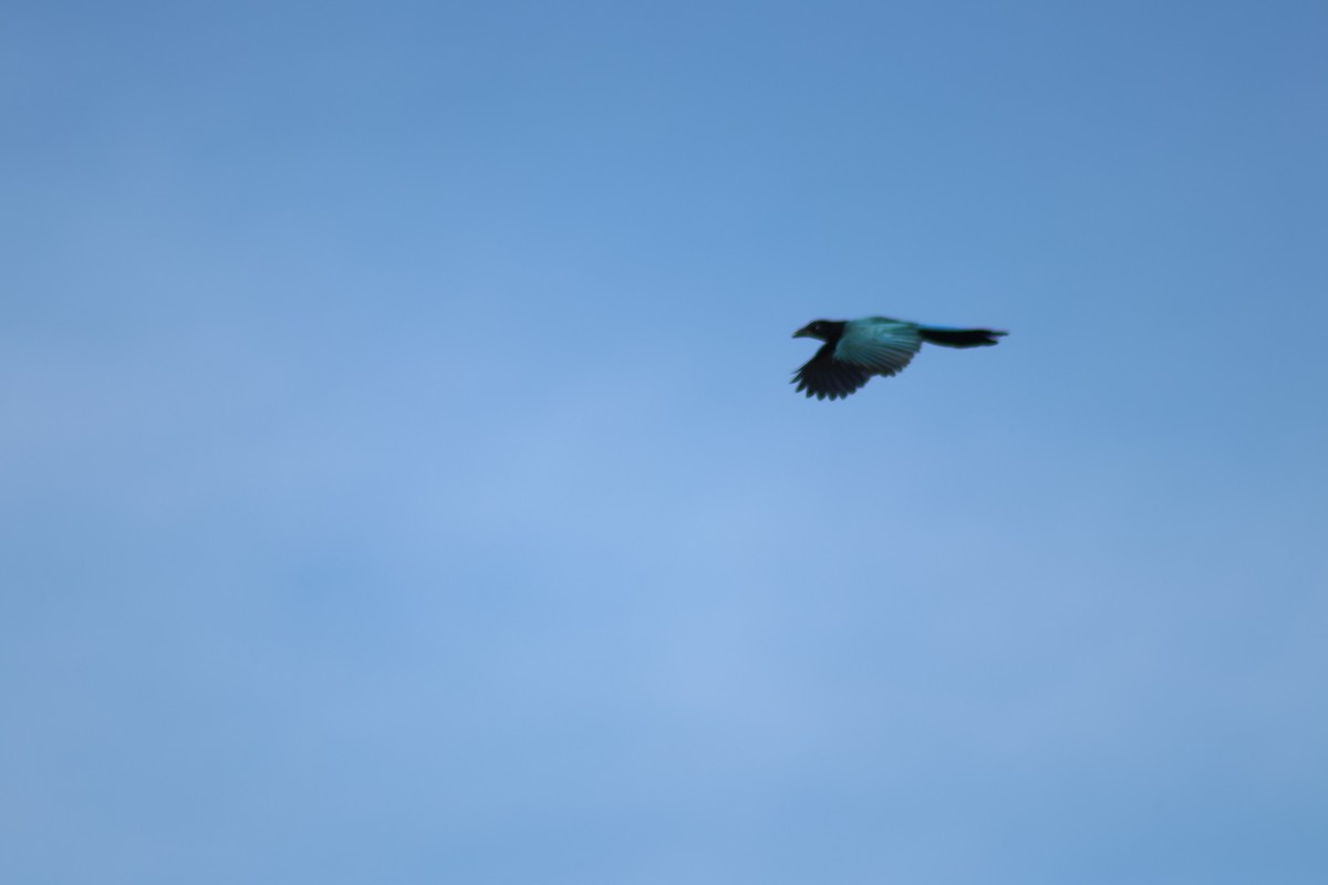 Yucatánblaurabe - ML646767016