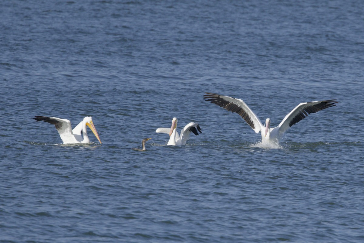 American White Pelican - ML646767017