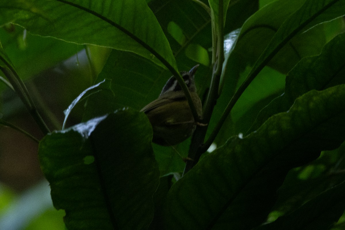 Коронник смугастоголовий - ML646767019