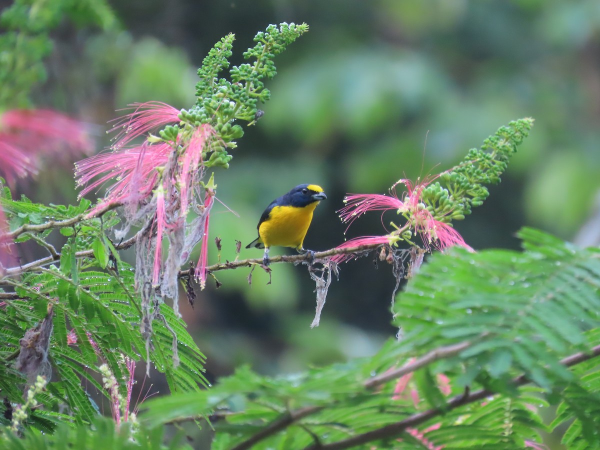 Sarı Boğazlı Öfonya - ML646767020