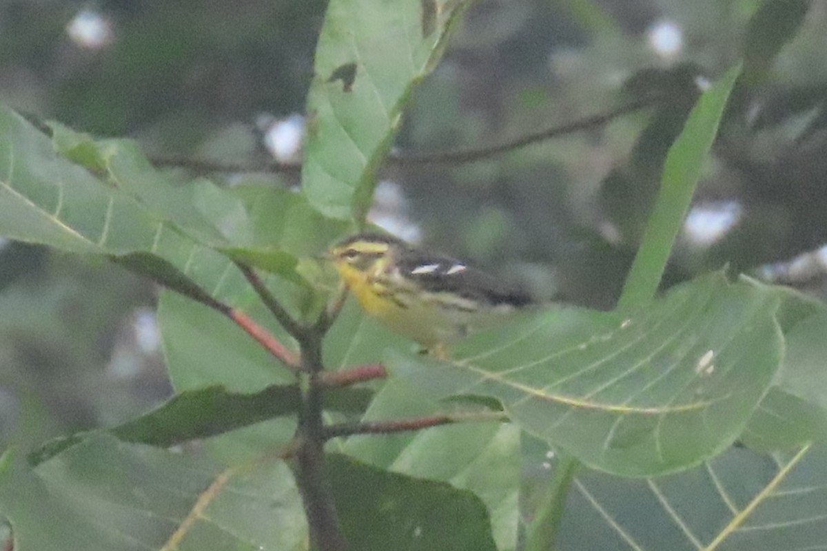 Blackburnian Warbler - ML646767022