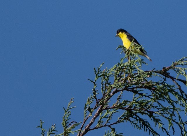 Lesser Goldfinch - ML646767023