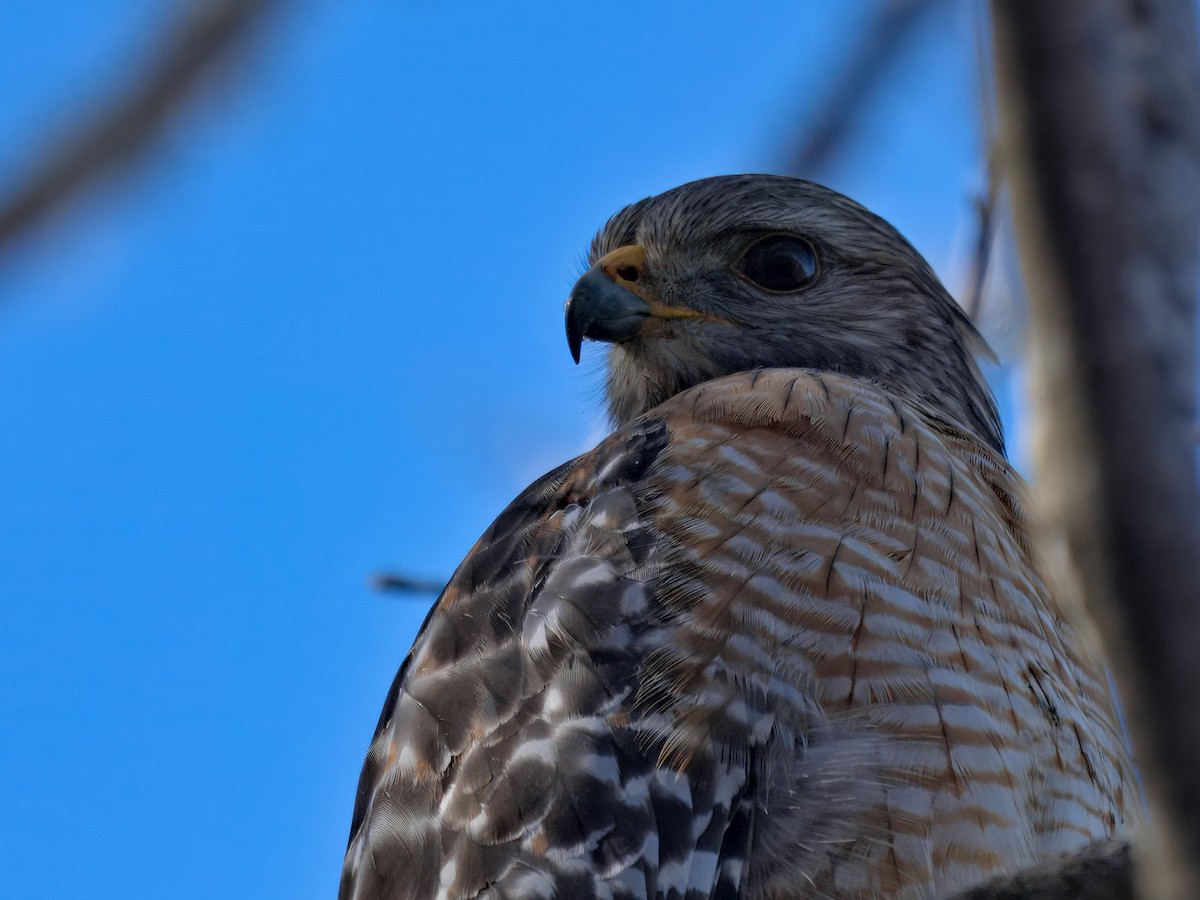 Канюк рудоплечий - ML646767024