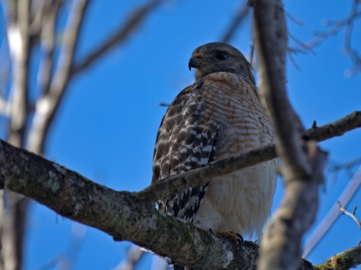 Канюк рудоплечий - ML646767025