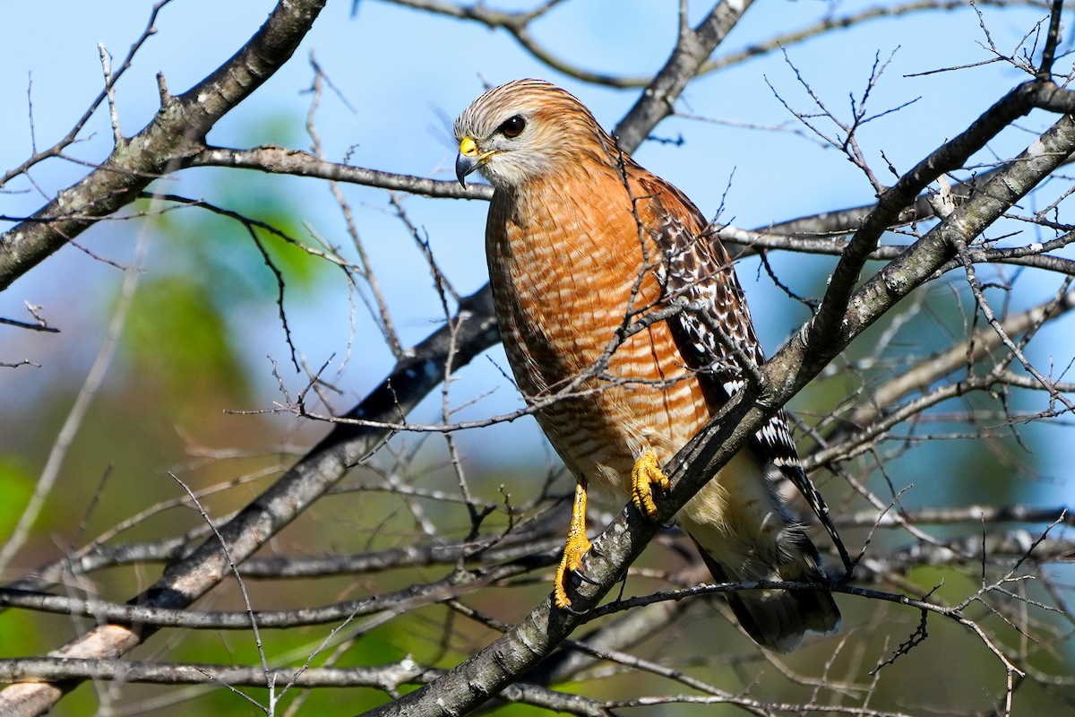 rødvingevåk - ML646767026