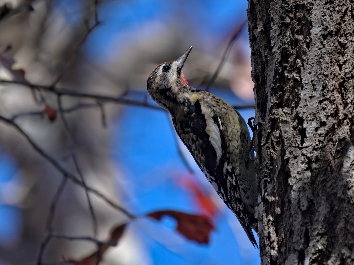 Дятел-смоктун жовточеревий - ML646767027