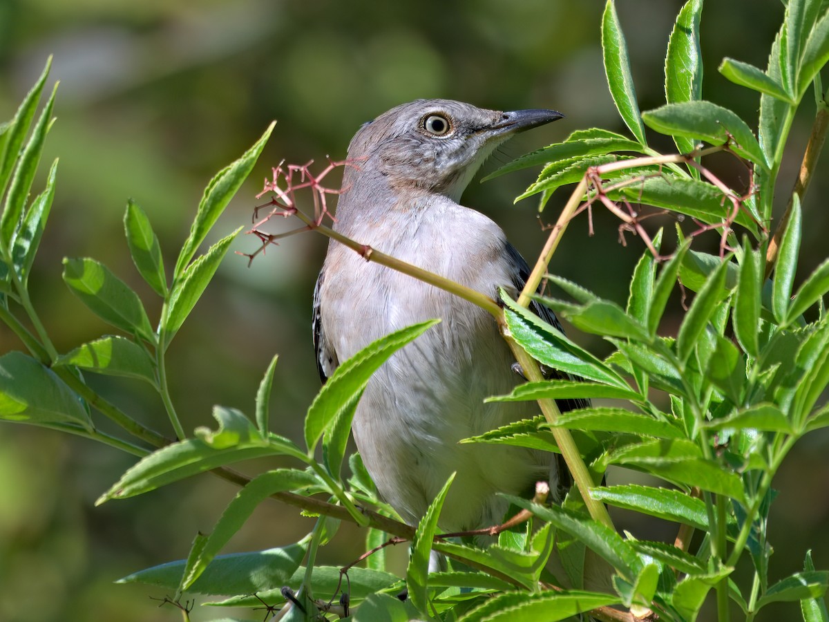 Пересмішник багатоголосий - ML646767028