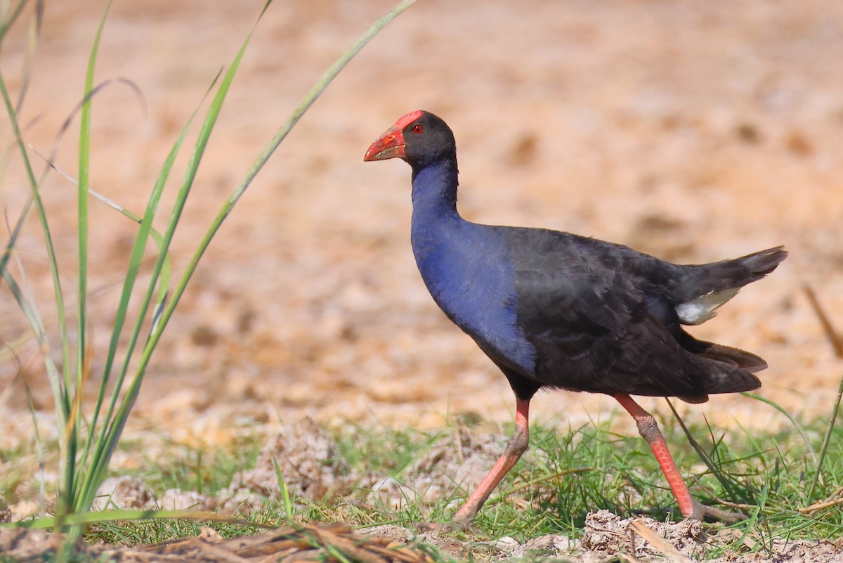 Calamón Australiano - ML646767029