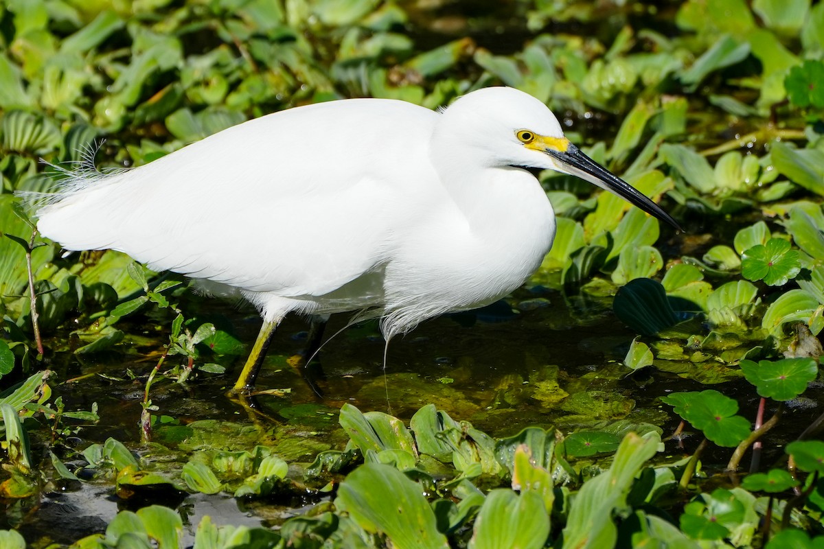 snøhegre - ML646767030