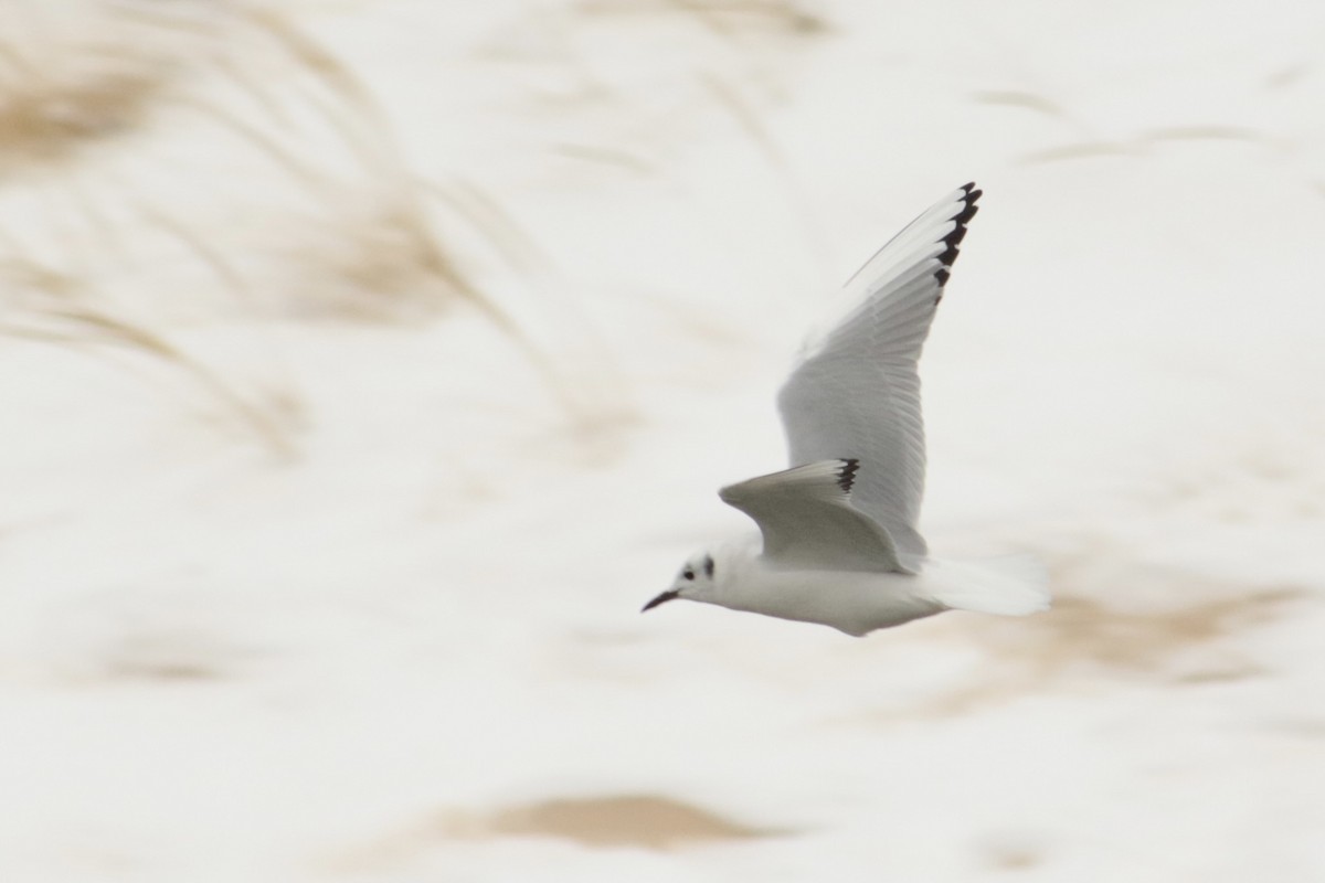 ボナパルトカモメ - ML646767031