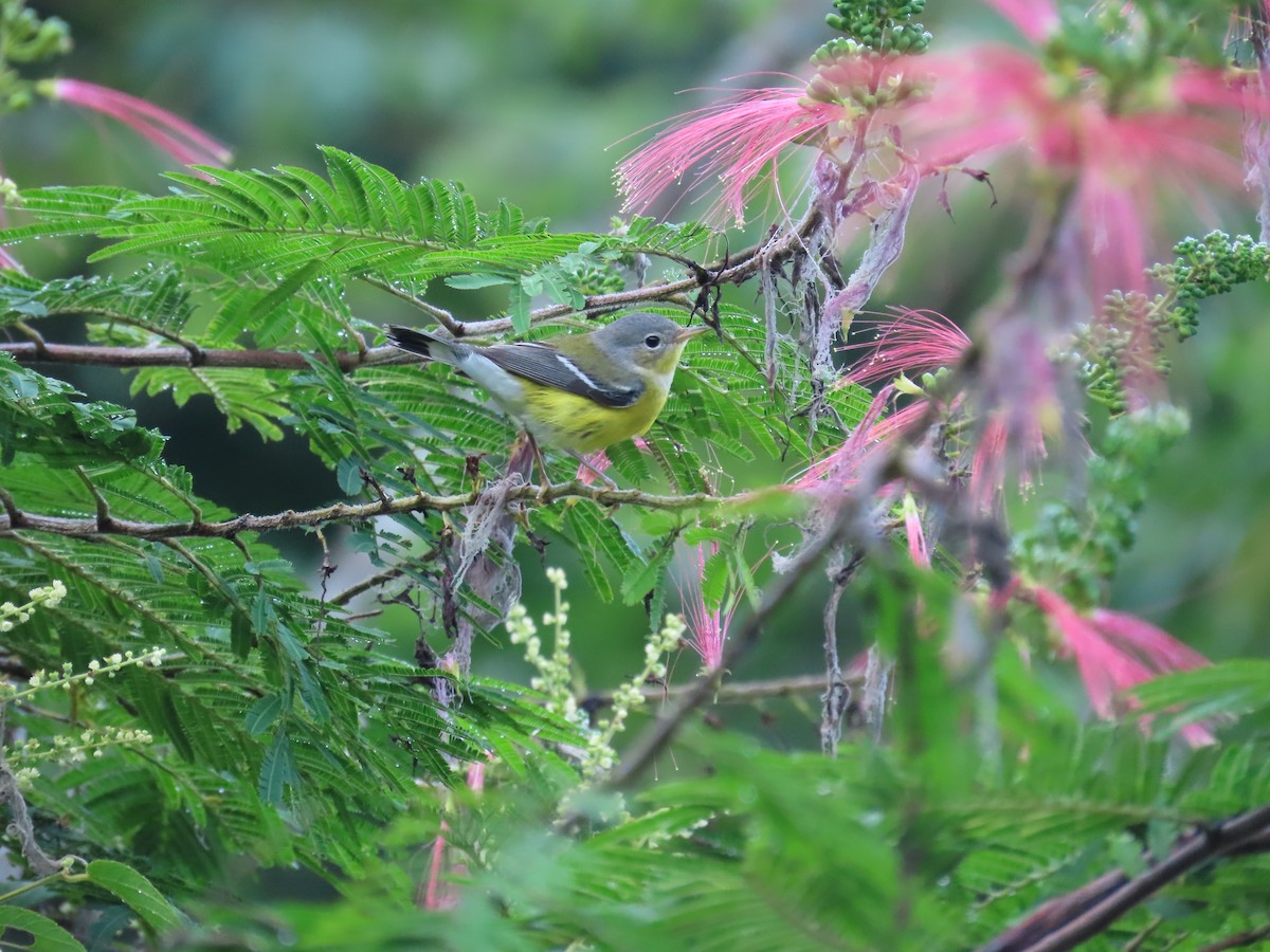 Manolya Ötleğeni - ML646767032