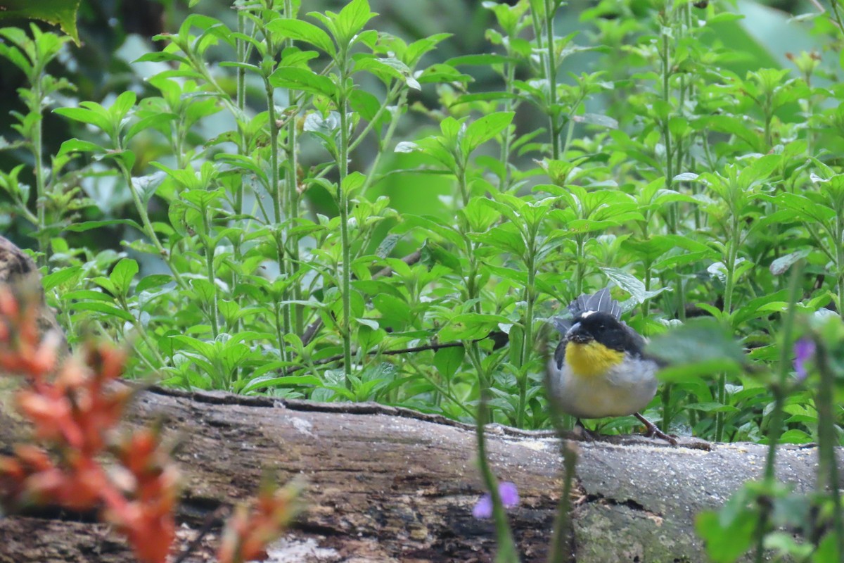 White-naped Brushfinch - ML646767033