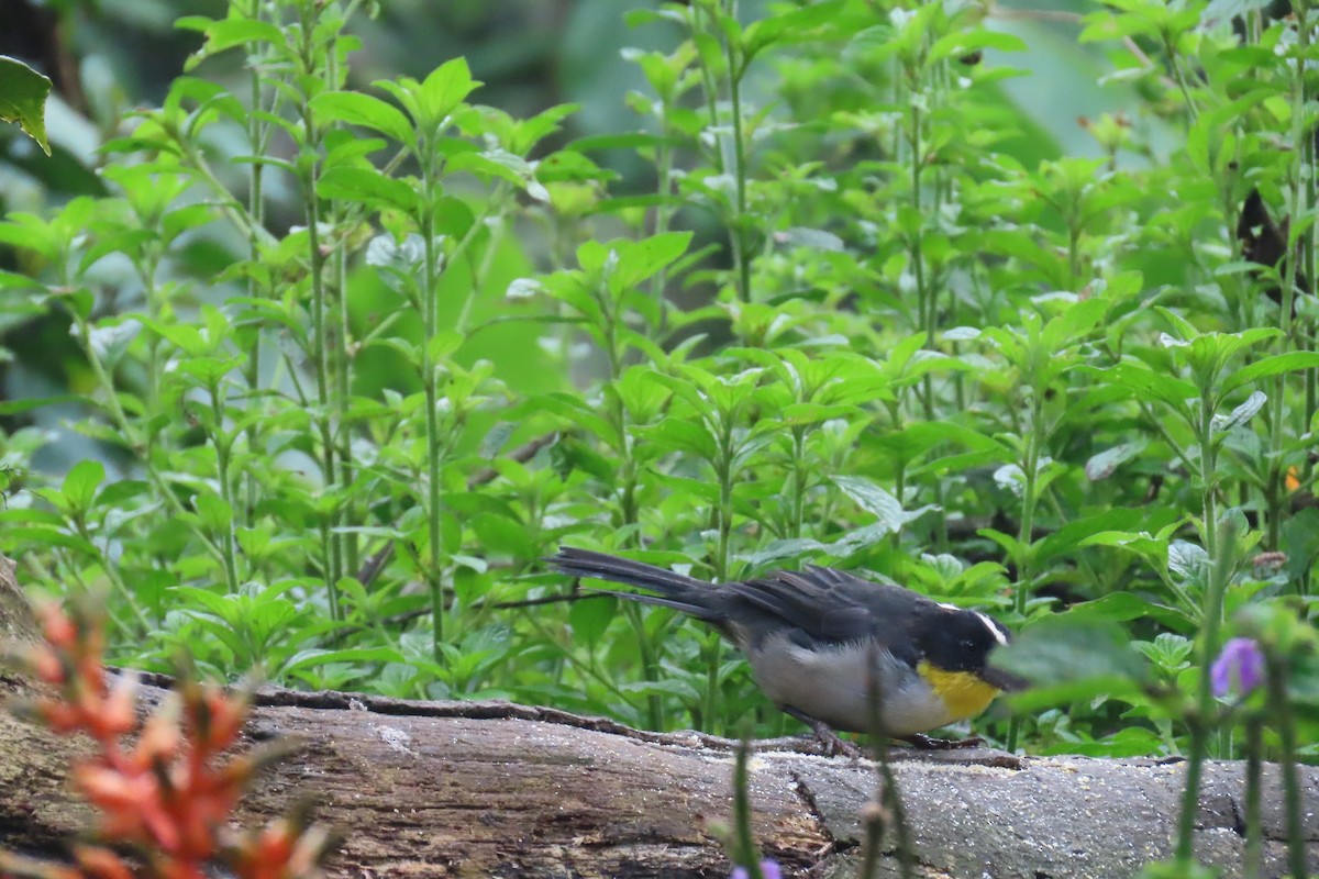 White-naped Brushfinch - ML646767034