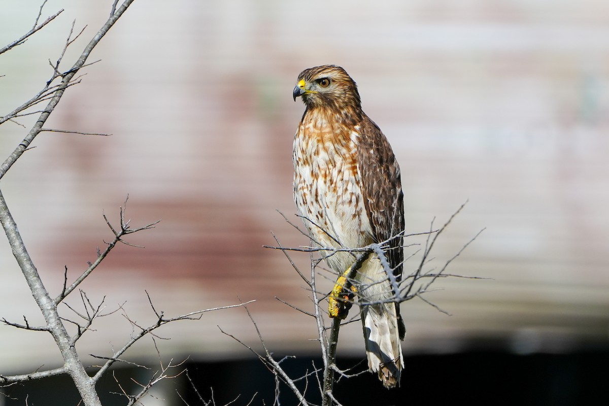 rødvingevåk - ML646767035