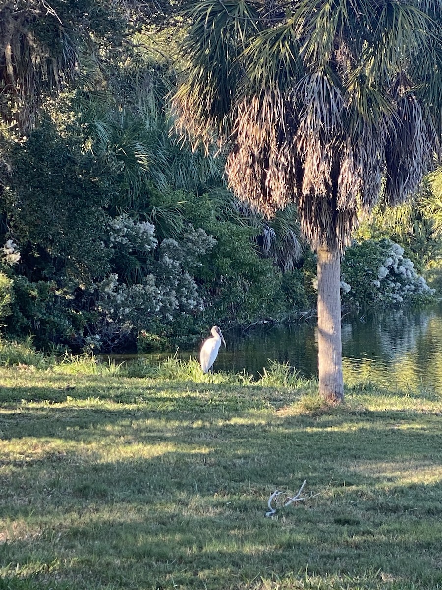 Kara Boyunlu Orman Leyleği - ML646767036