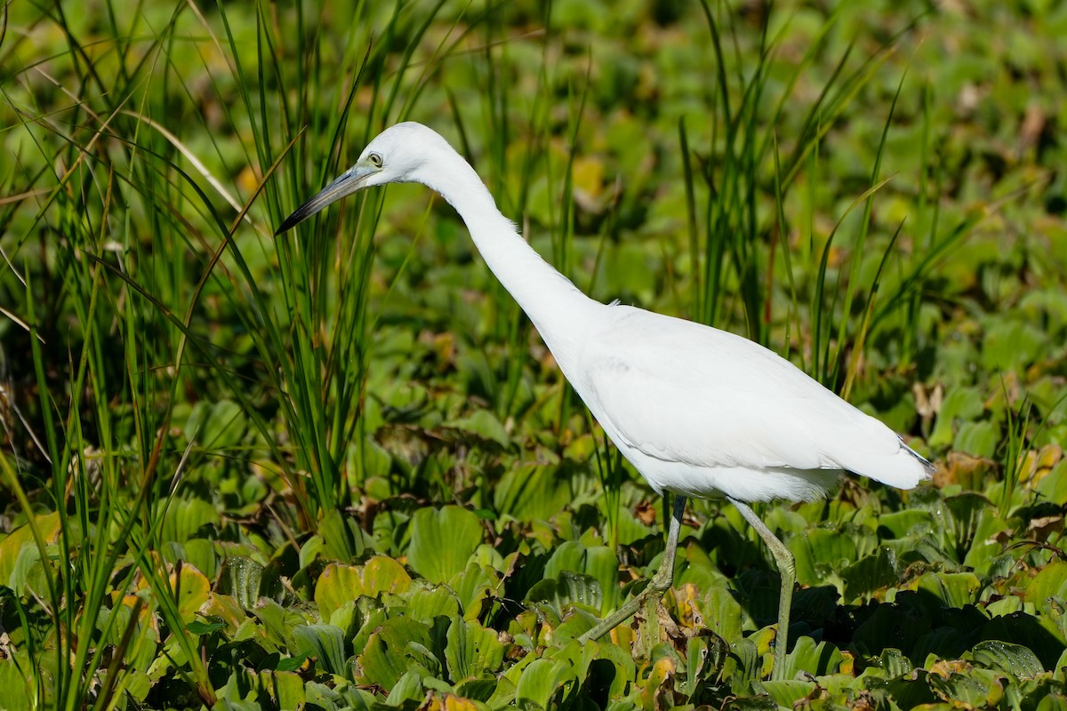 blåhegre - ML646767037