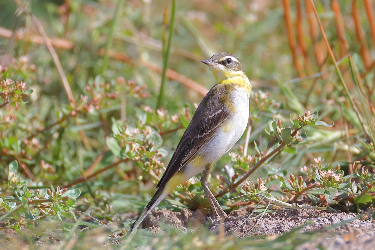 Lavandera de Chukotka - ML646767038
