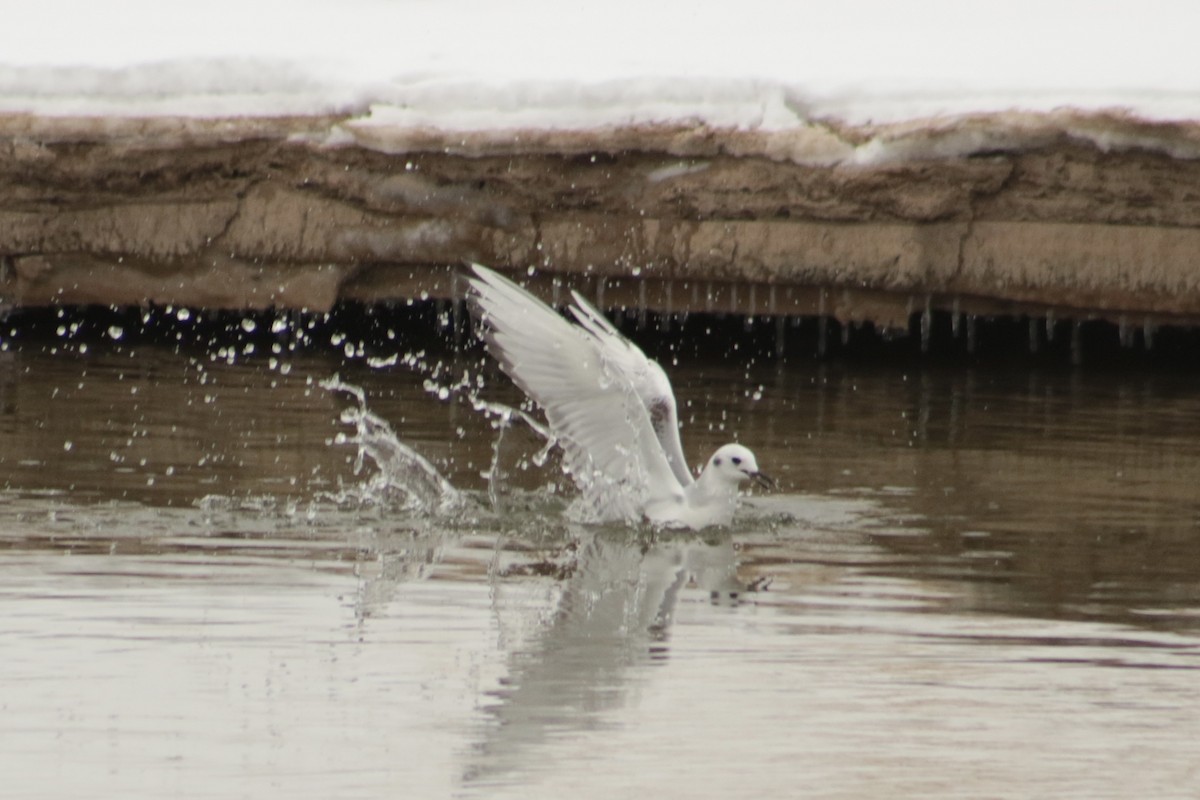 ボナパルトカモメ - ML646767039