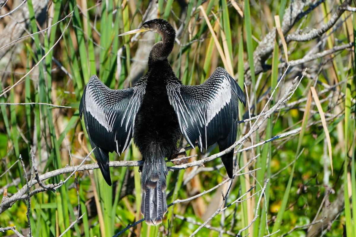 amerikaslangehals - ML646767040