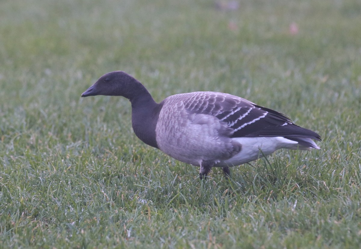 Bernache cravant - ML646767041