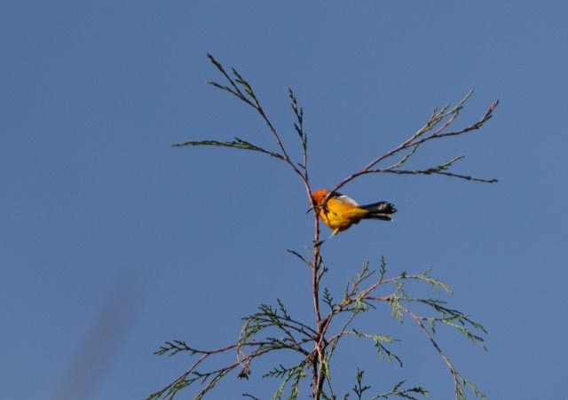 Hooded Oriole - ML646767051