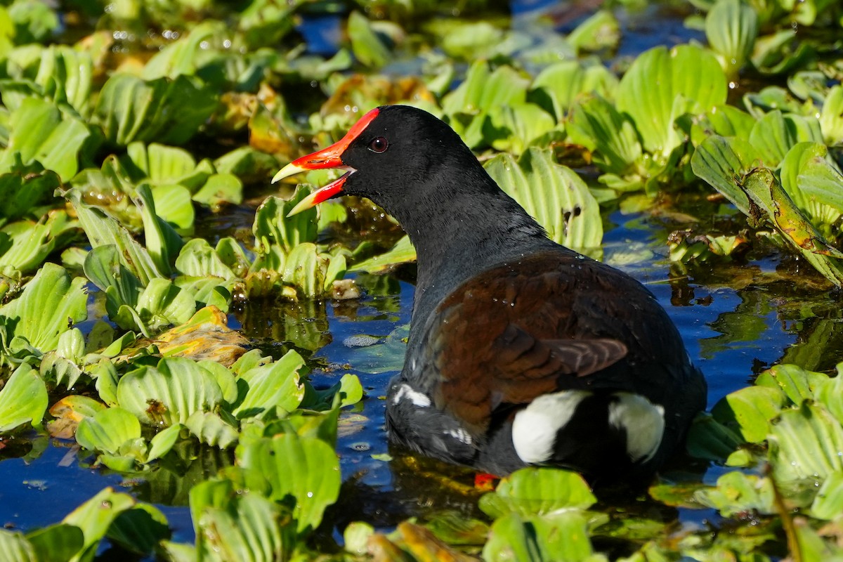 slípka americká - ML646767052