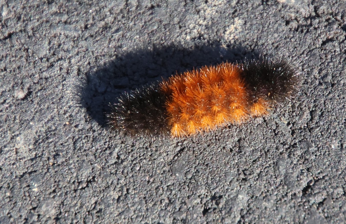 Isabella Tiger Moth - ML646767053