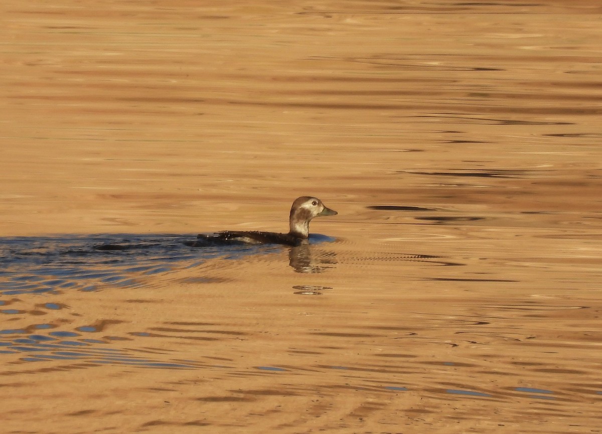 Long-tailed Duck - ML646767054