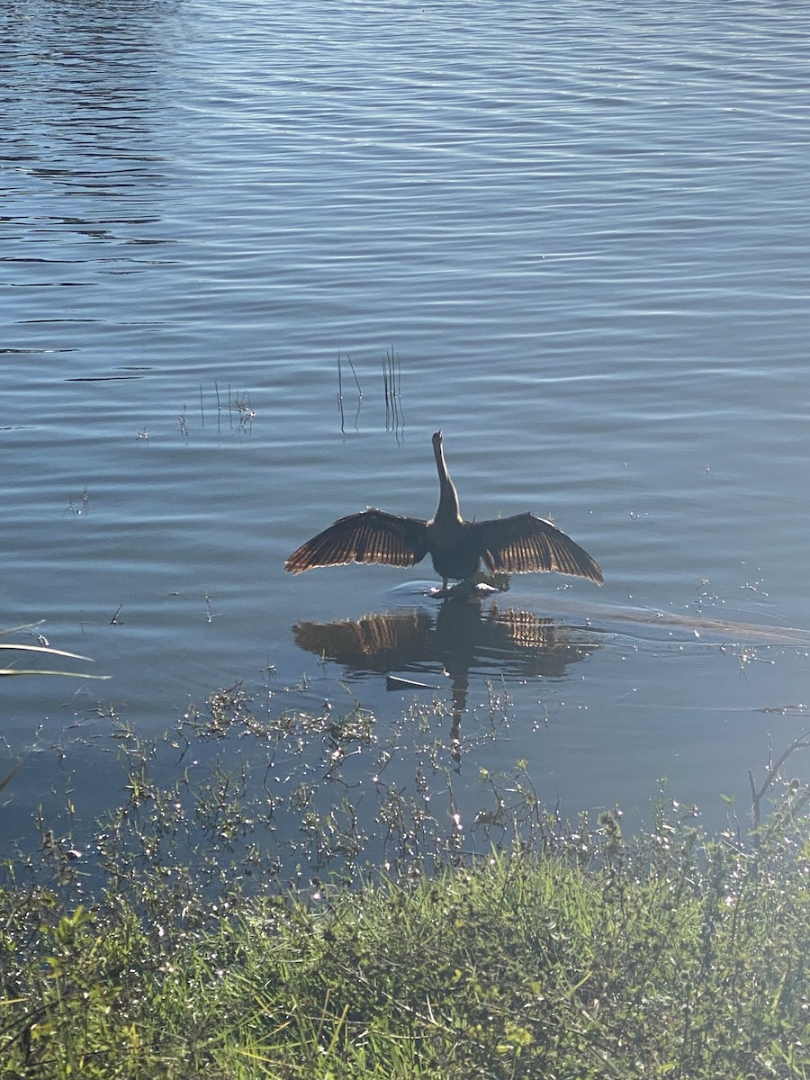 Amerika Yılanboyunu - ML646767055