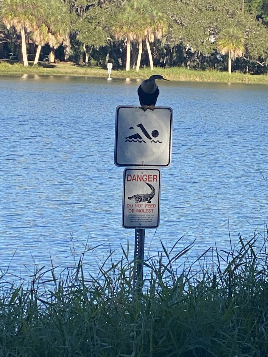 Amerika Yılanboyunu - ML646767056