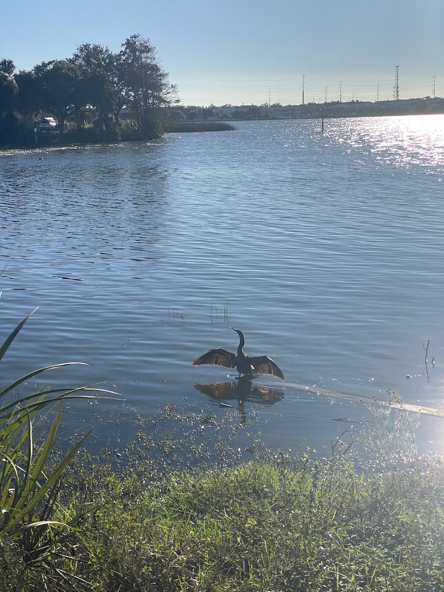 Amerika Yılanboyunu - ML646767057