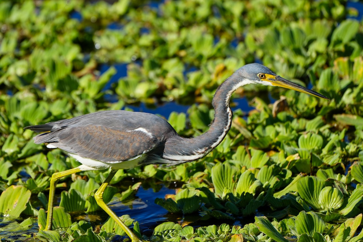 prakthegre - ML646767058