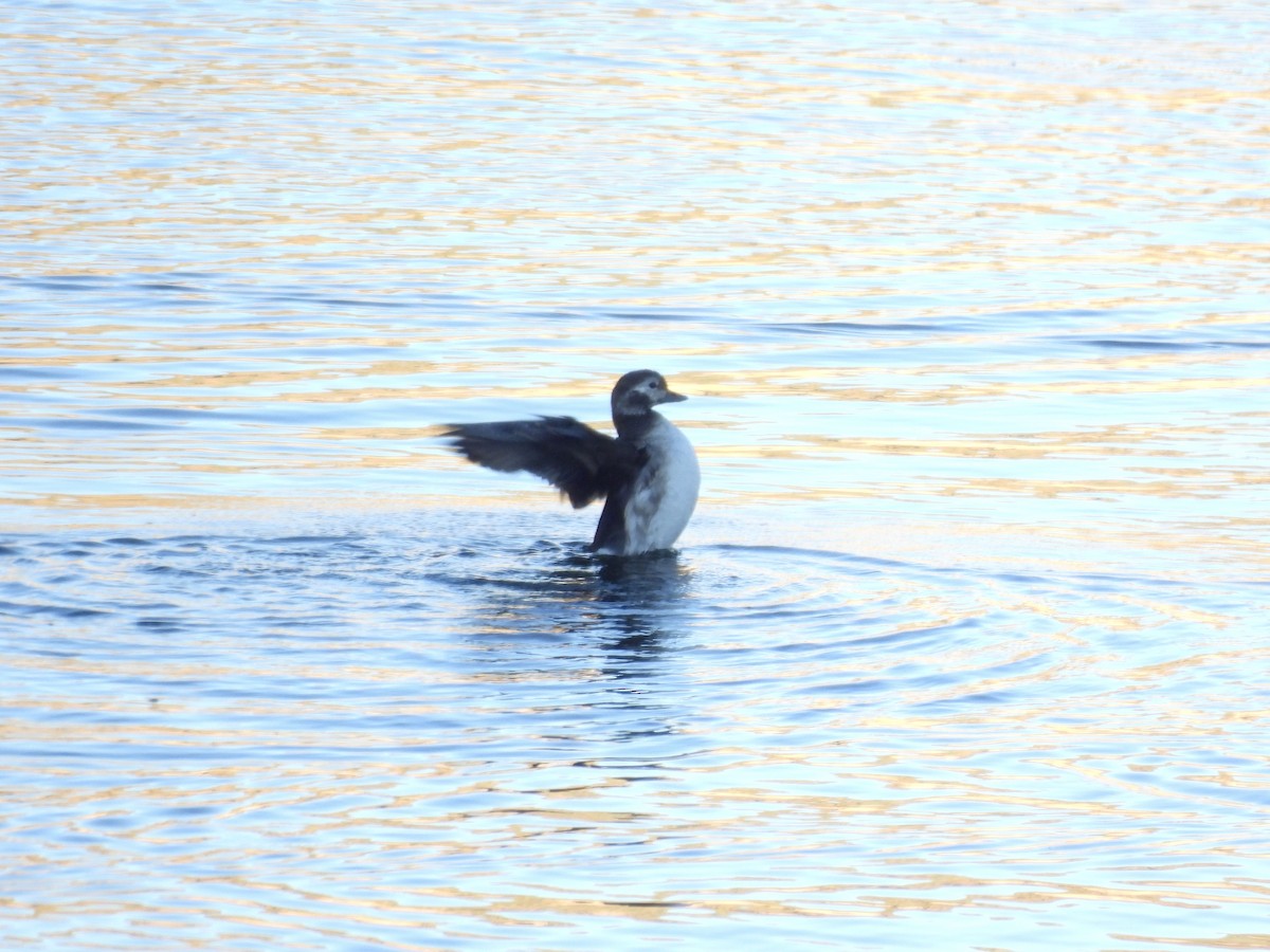 Long-tailed Duck - ML646767059