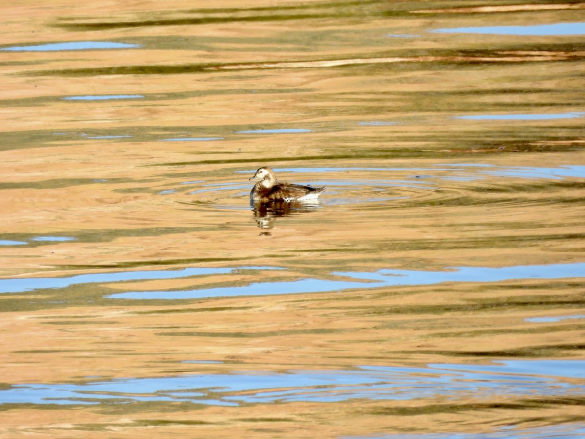 Long-tailed Duck - ML646767061