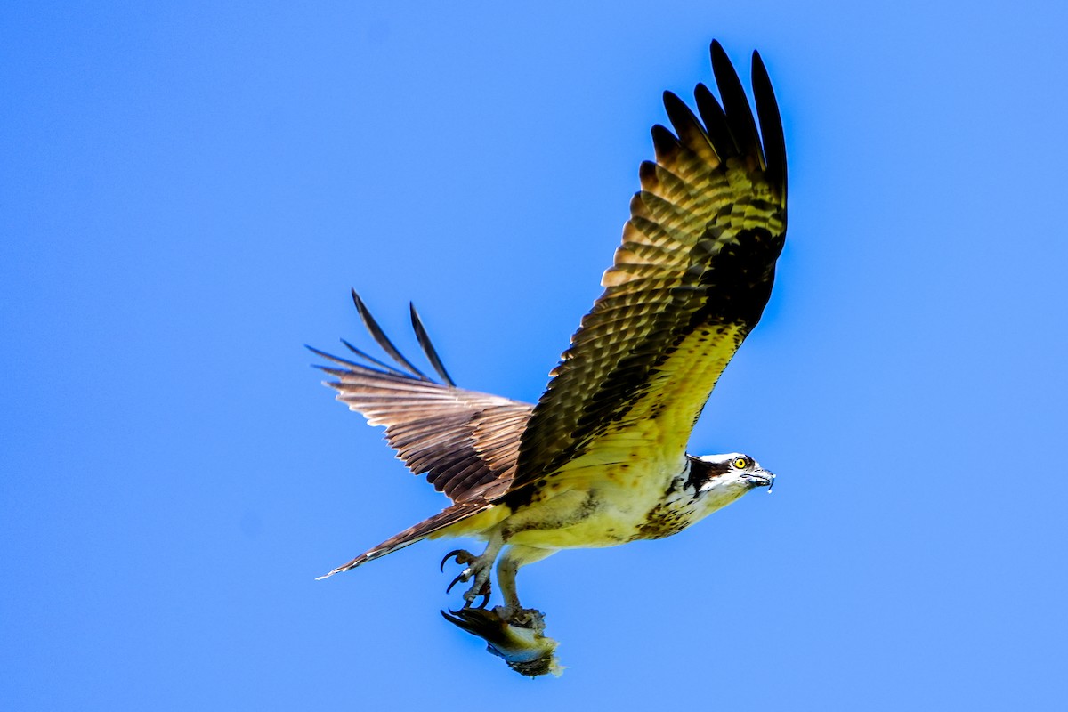 fiskeørn - ML646767062