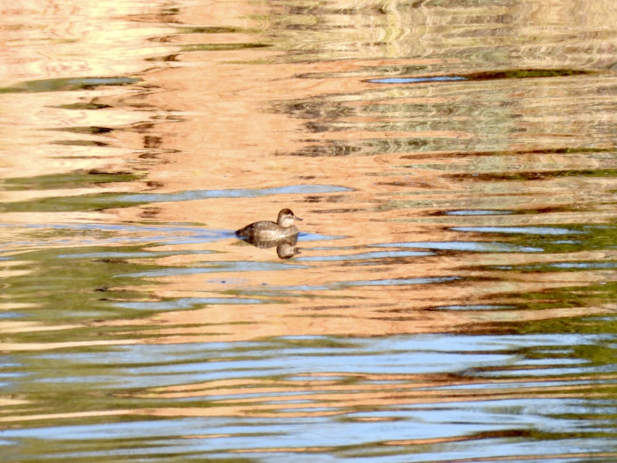Ruddy Duck - ML646767063