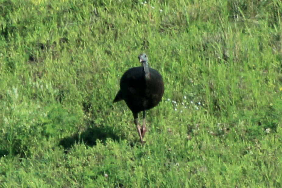 Wild Turkey - ML646767064