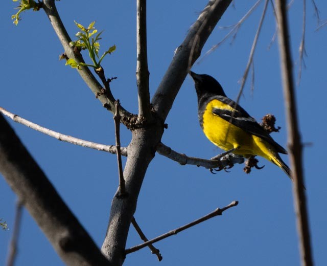 Scott's Oriole - ML646767065