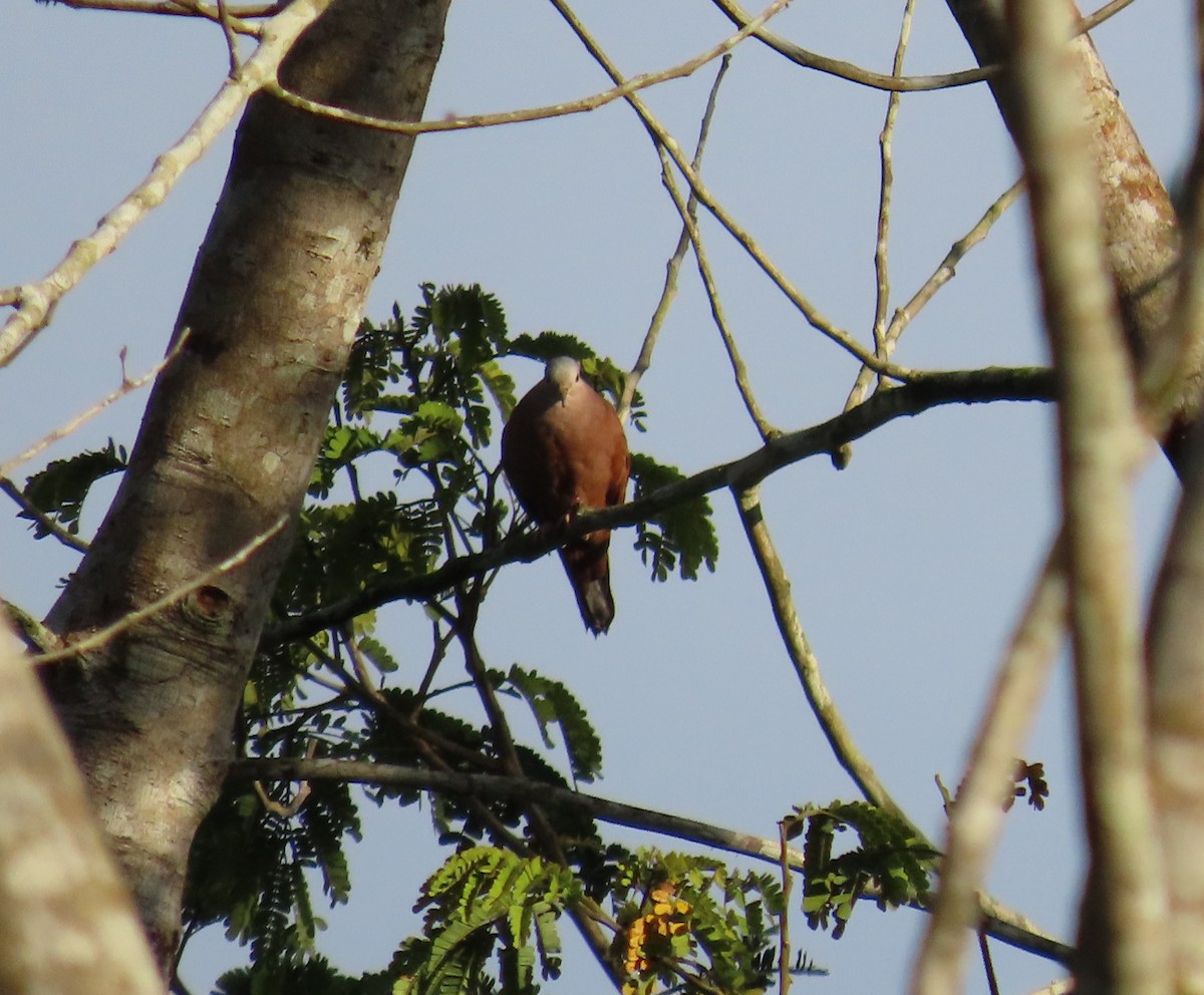 Kızıl Serçe Kumrusu - ML646767067