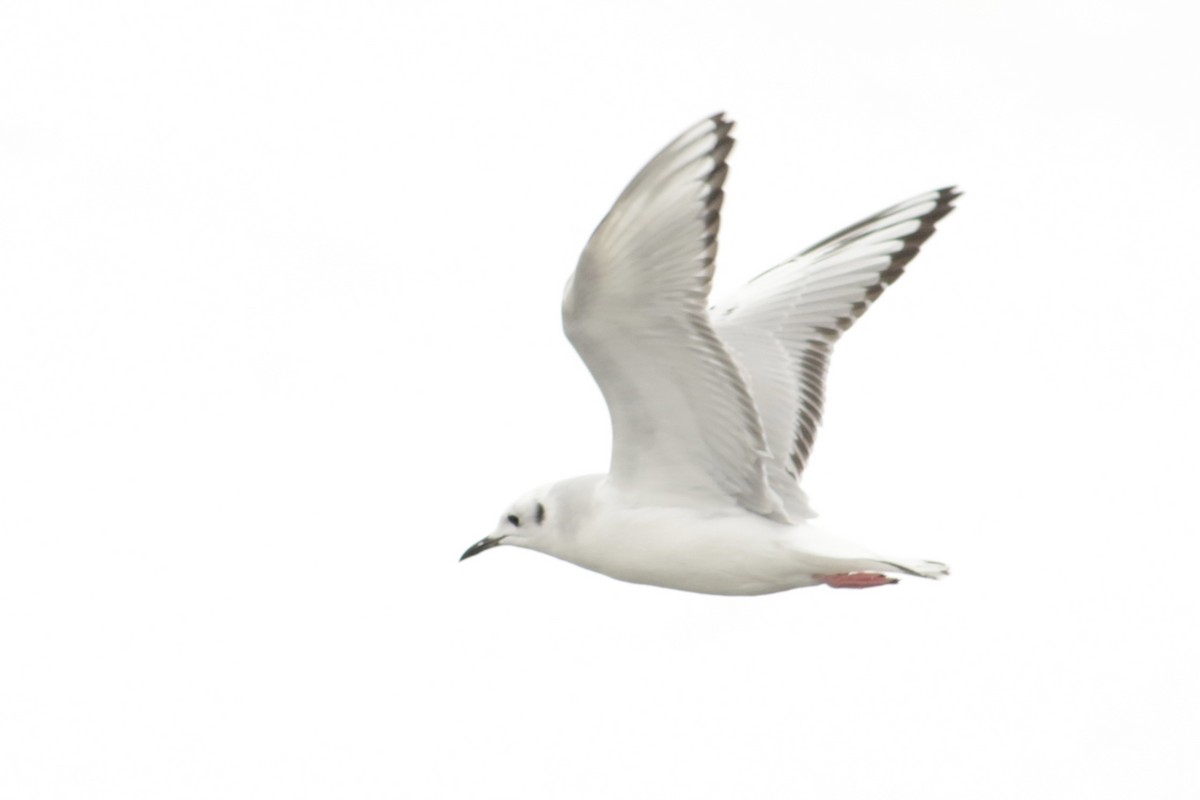 ボナパルトカモメ - ML646767068