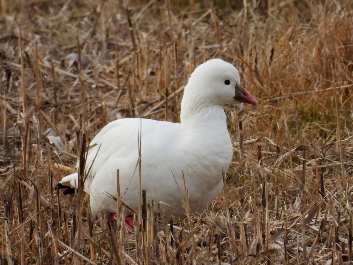 Гусь Росса - ML646767070