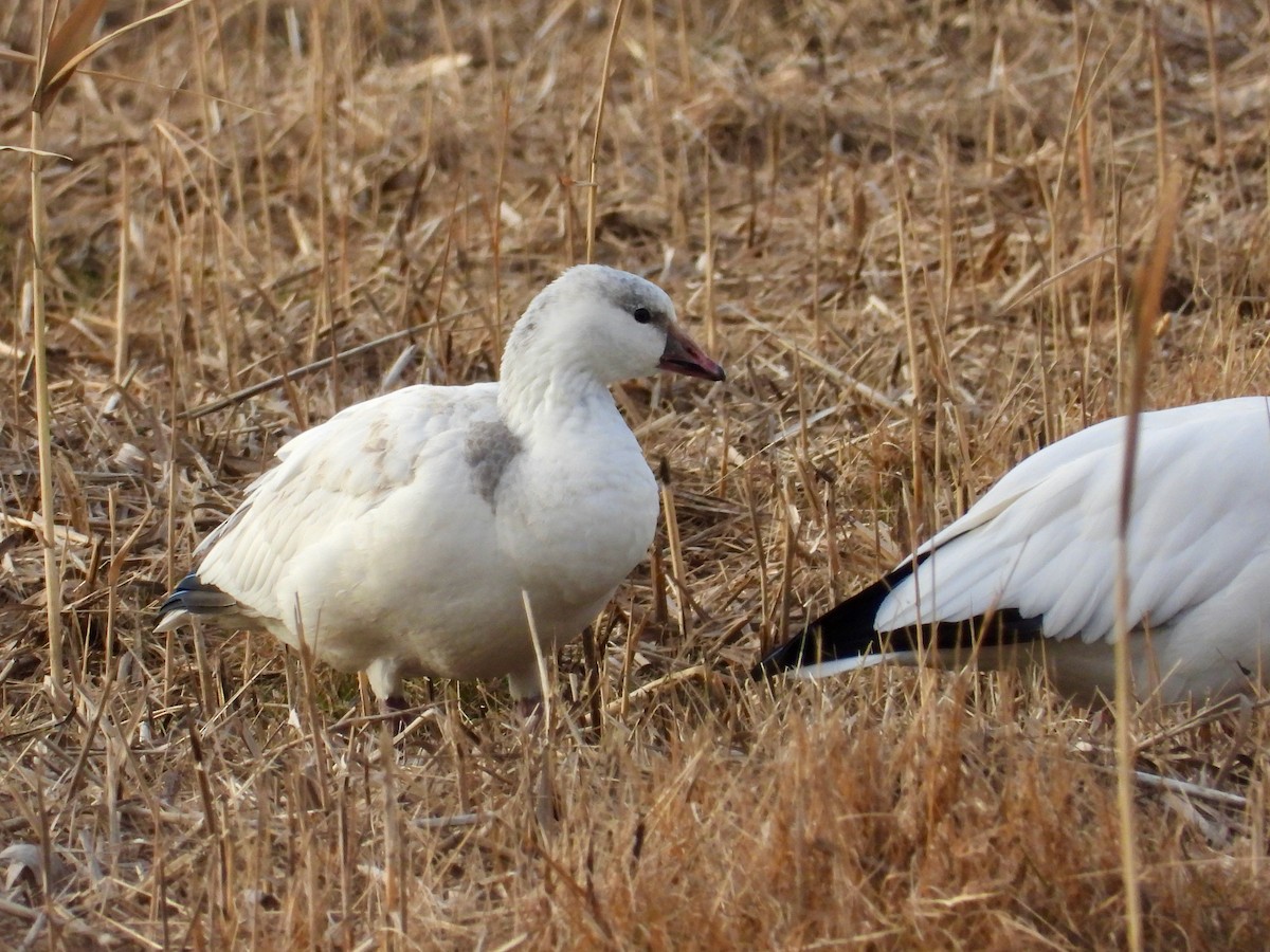 Гусь Росса - ML646767071
