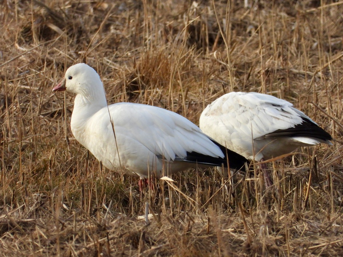 Гусь Росса - ML646767073