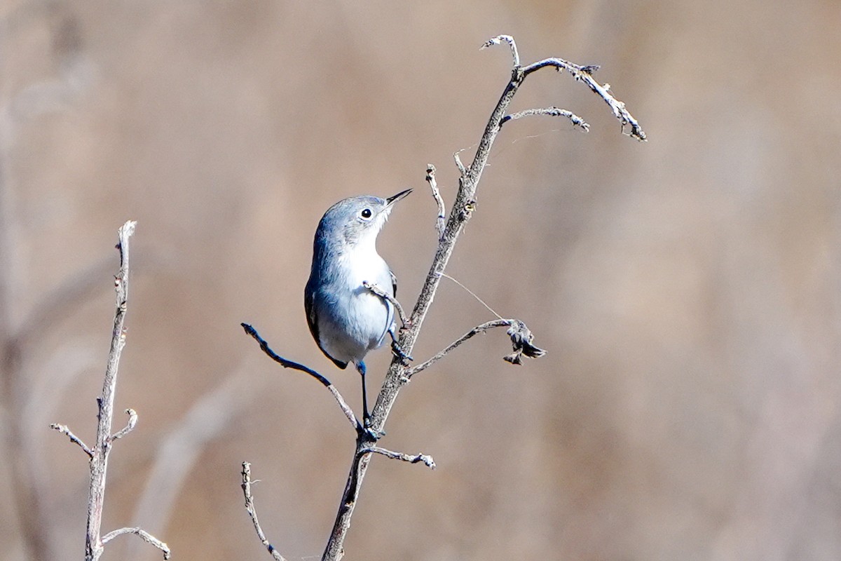 nordmyggsmett - ML646767074