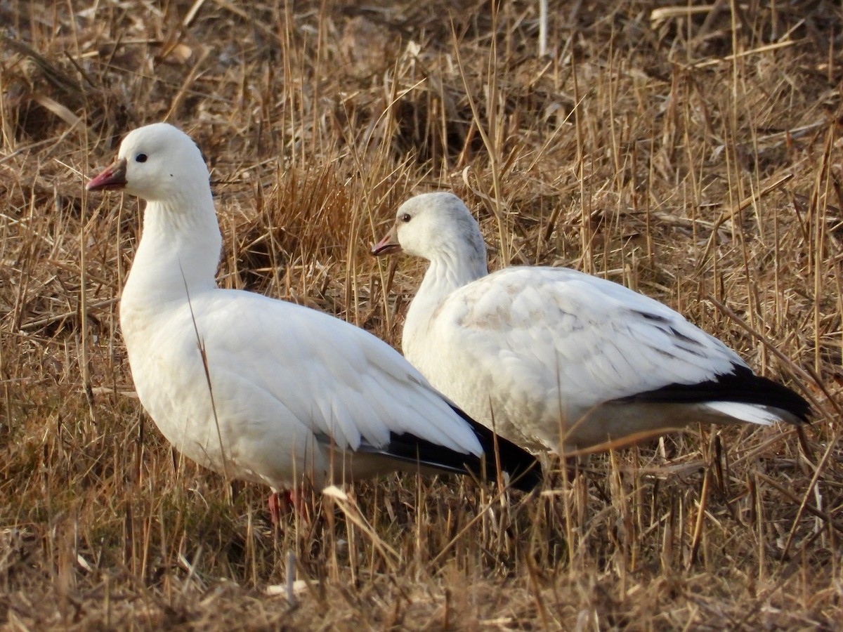 Гусь Росса - ML646767075
