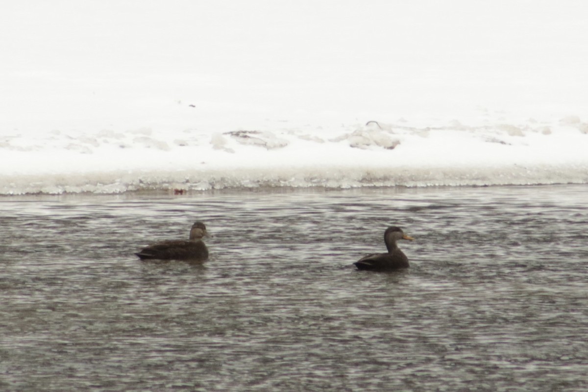 rødfotand - ML646767076