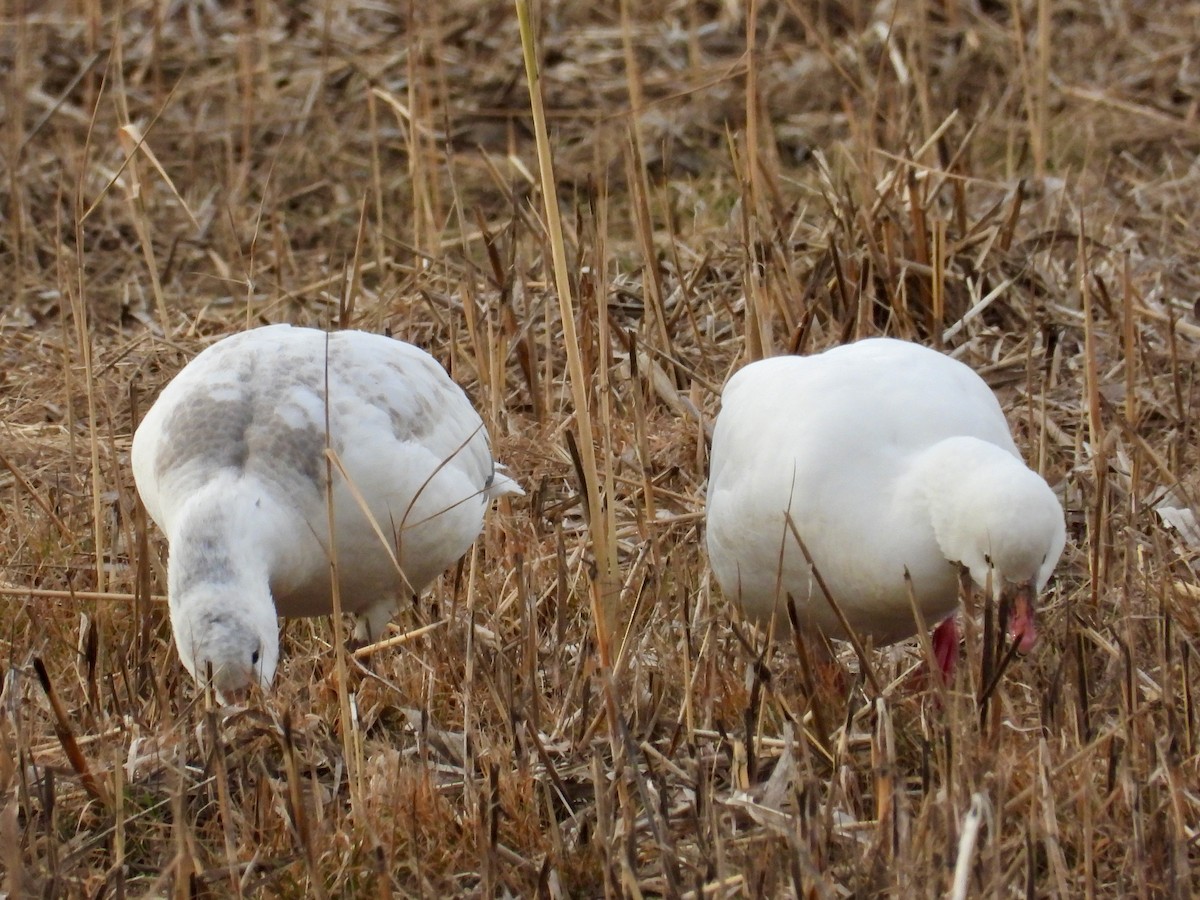 Гусь Росса - ML646767077